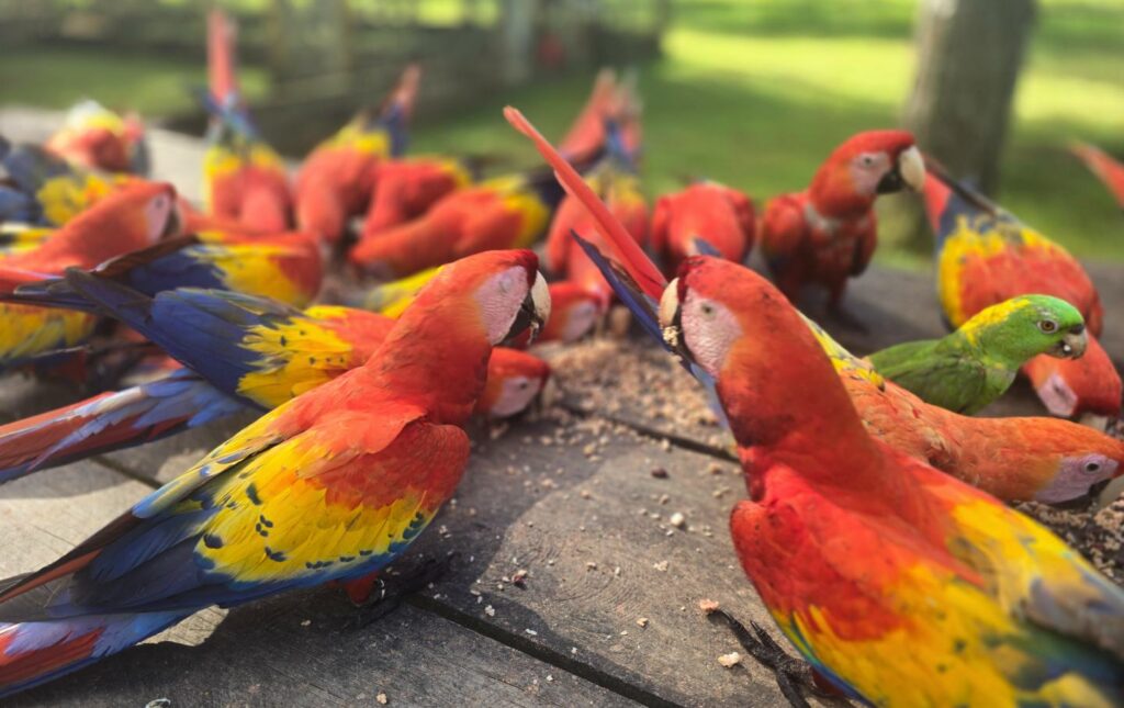 Image for Saving the Scarlet Macaw in Narco Country
