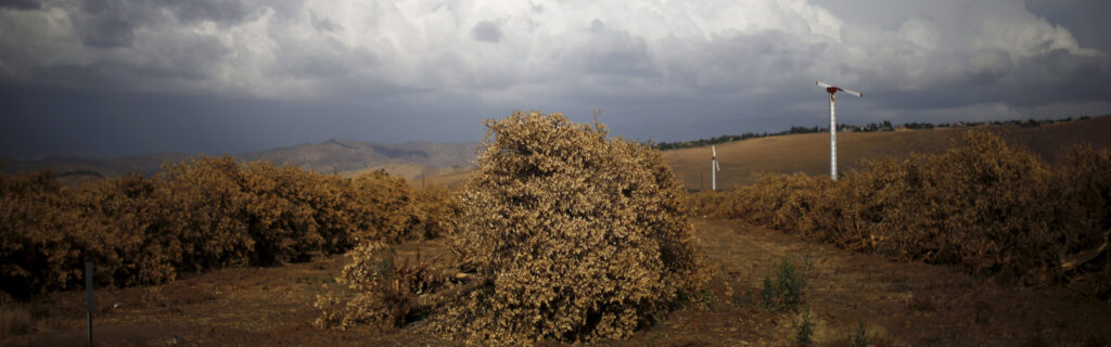 Dead orange trees lie in a field in Exeter, California